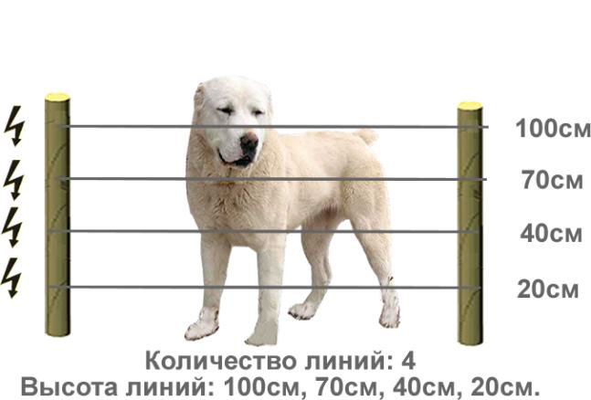 Собак